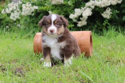 Les chiots de Berger Américain Miniature 