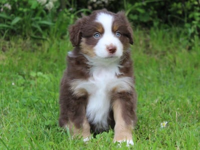 Les chiots de Berger Américain Miniature 