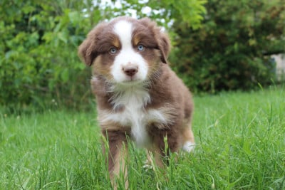 Les chiots de Berger Américain Miniature 