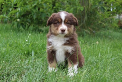 Les chiots de Berger Américain Miniature 