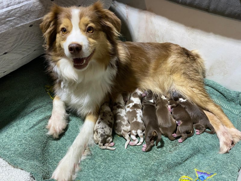 Berger Américain Miniature  - D'Ebony Blackstar