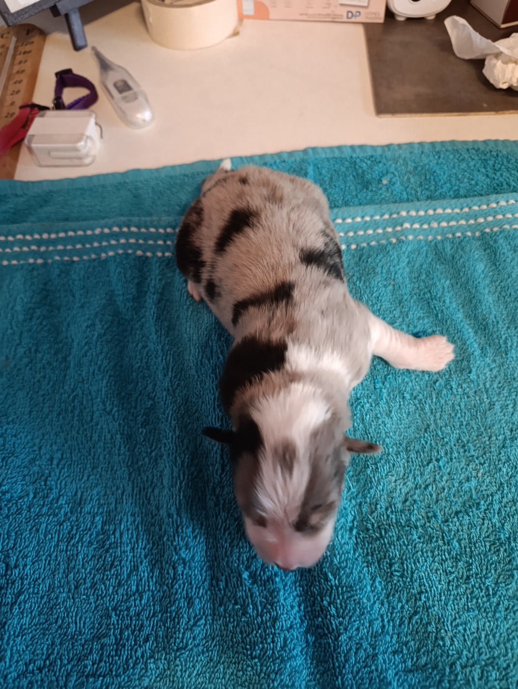 Bleu Merle