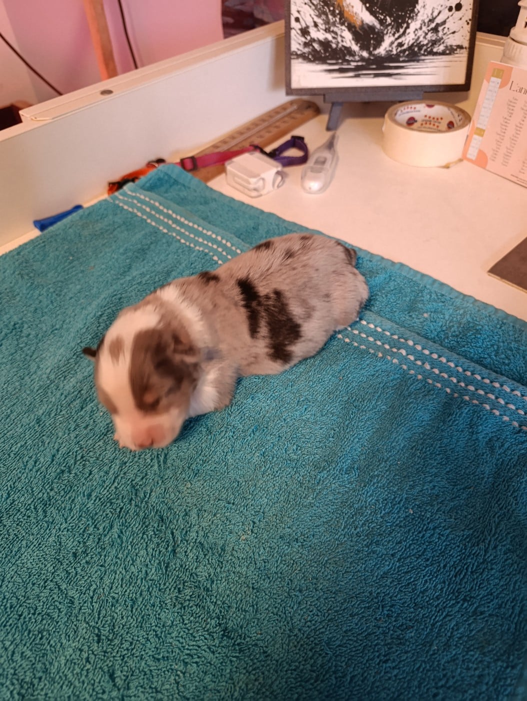Bleu Merle