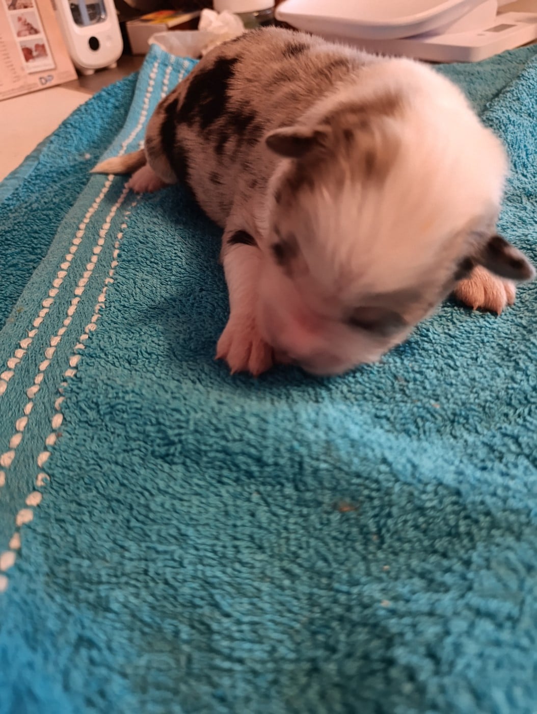 Bleu Merle