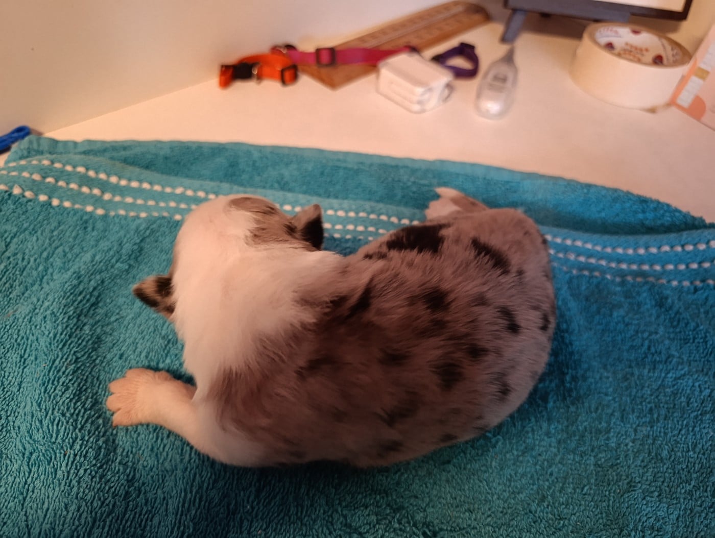 Bleu Merle