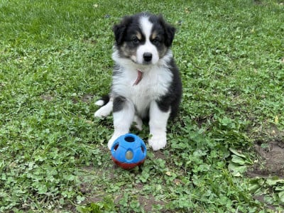 Les chiots de Berger Australien