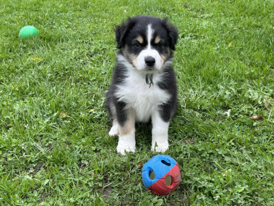 Les chiots de Berger Australien