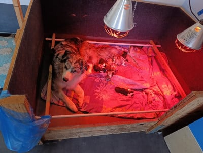 Les chiots de Berger Australien