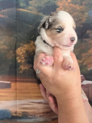 Les chiots de Berger Australien