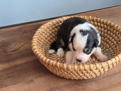 Les chiots de Berger Australien