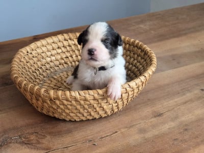 Les chiots de Berger Australien