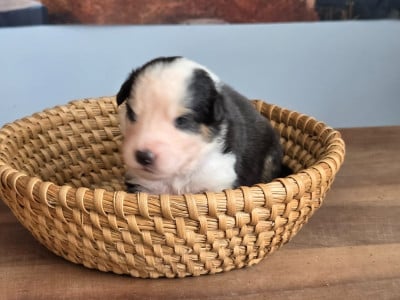 Les chiots de Berger Australien