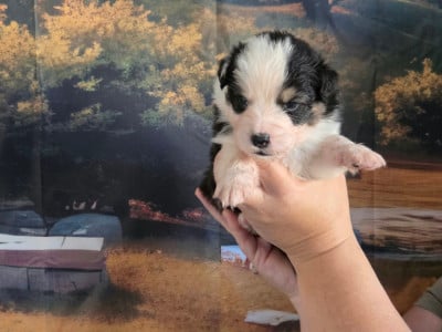 Les chiots de Berger Australien