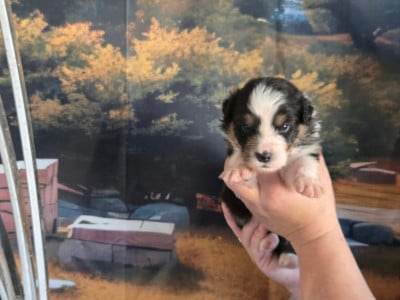 Les chiots de Berger Australien
