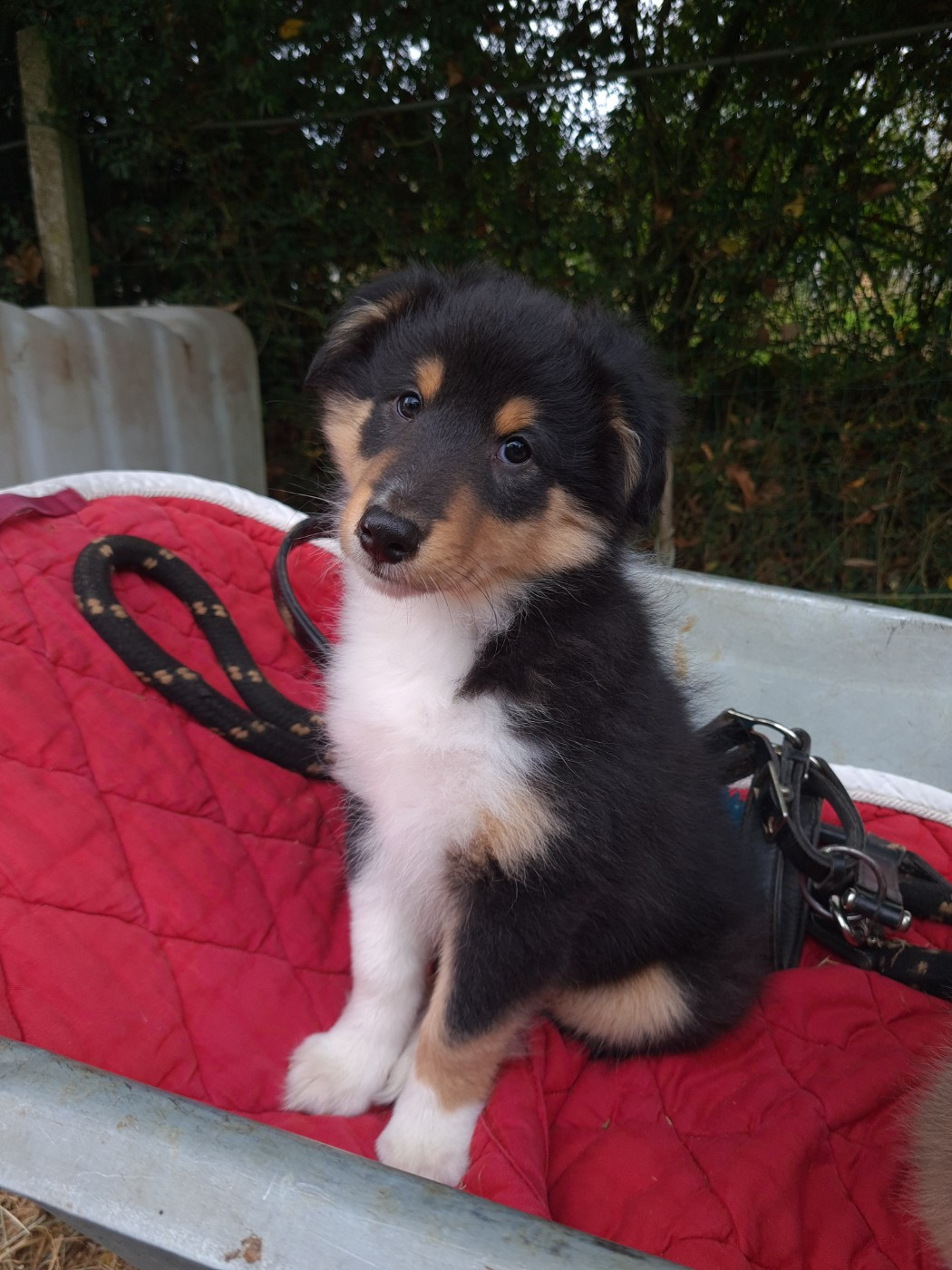 Always Victorious Arès Black