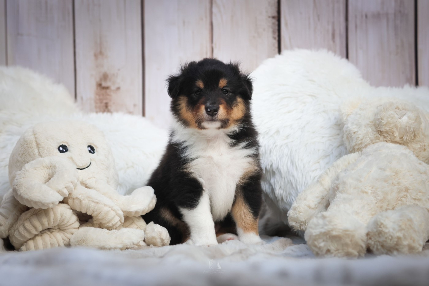 Always Victorious Arès Black