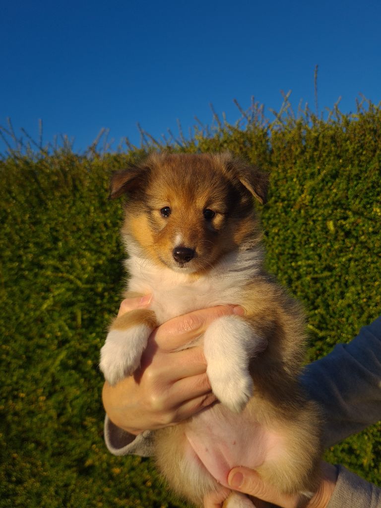 Shetland Sheepdog - Du Domaine De L'Etoile Normande