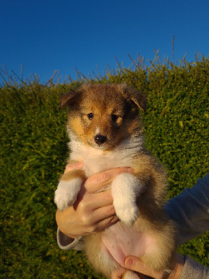 Les chiots de Shetland Sheepdog