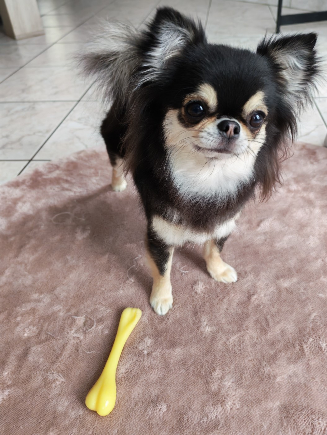 CH. elin land To valarous kira