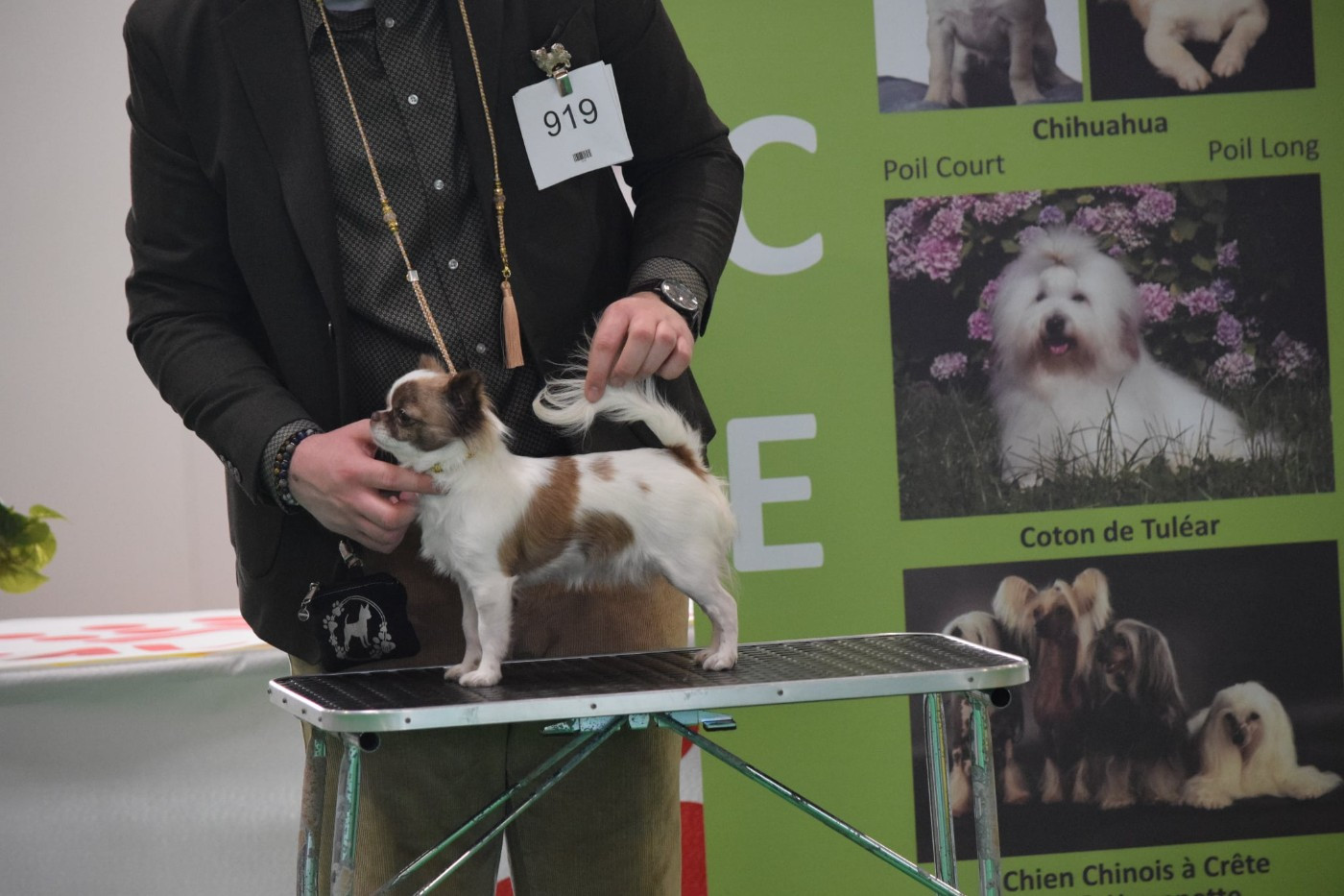 CH. Unik lady million (Sans Affixe)