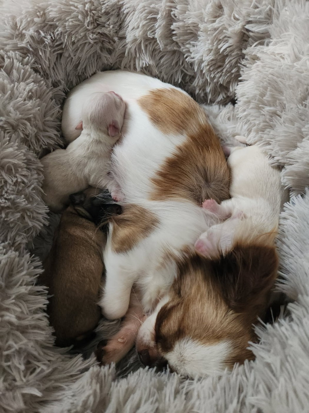 CH. Unik lady million (Sans Affixe)