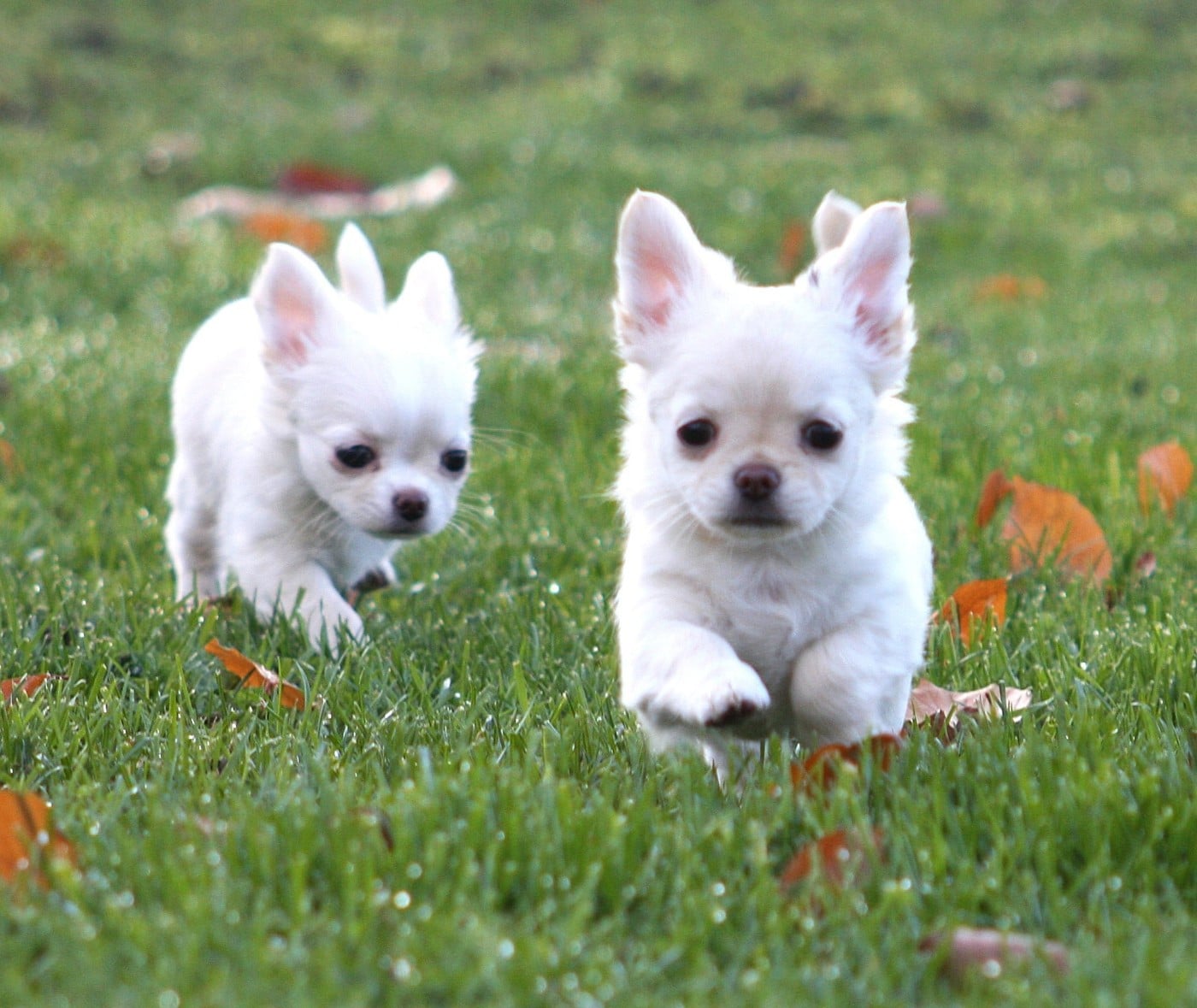 Angel the star is born