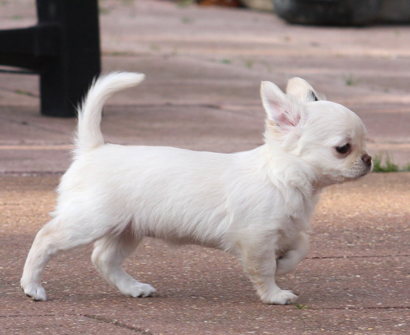 Angel the star is born