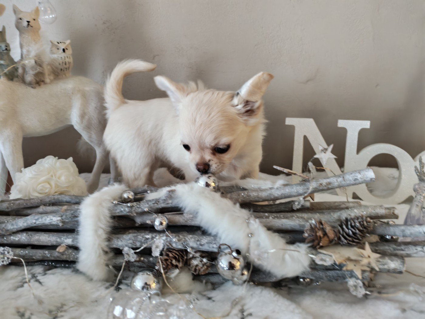 Angel the star is born