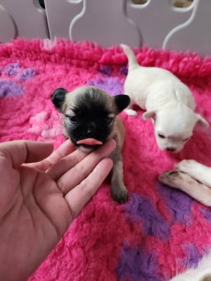 Les chiots de Chihuahua