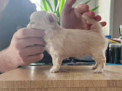 Les chiots de Chihuahua