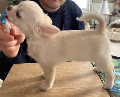 Les chiots de Chihuahua