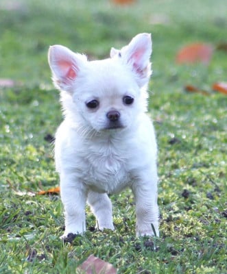 Les chiots de Chihuahua