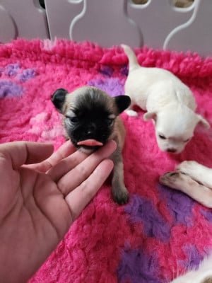 Les chiots de Chihuahua