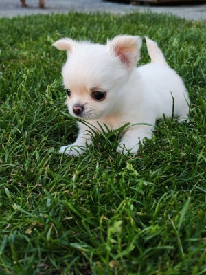 Les chiots de Chihuahua
