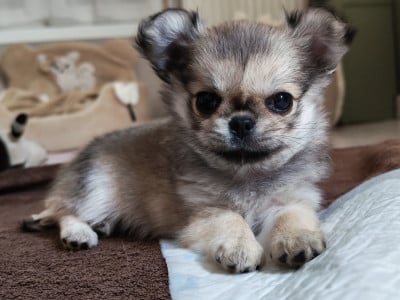 Les chiots de Chihuahua