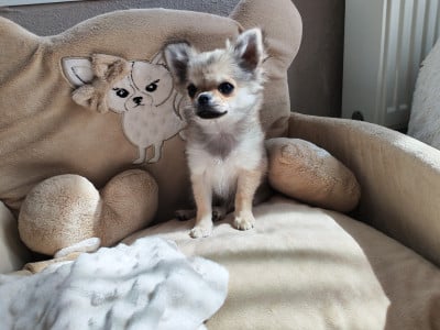 Les chiots de Chihuahua