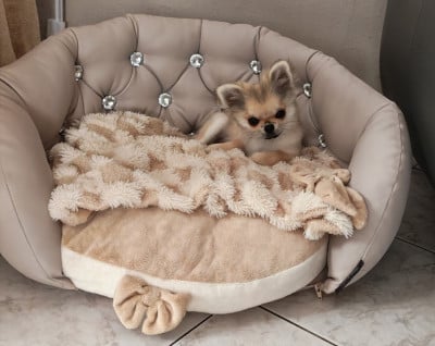 Les chiots de Chihuahua