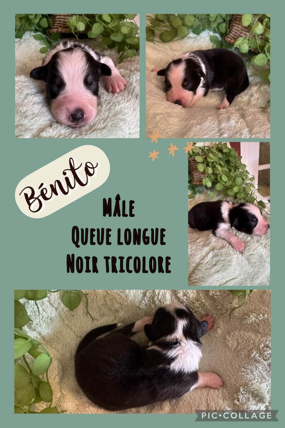 Bénito - Berger Australien