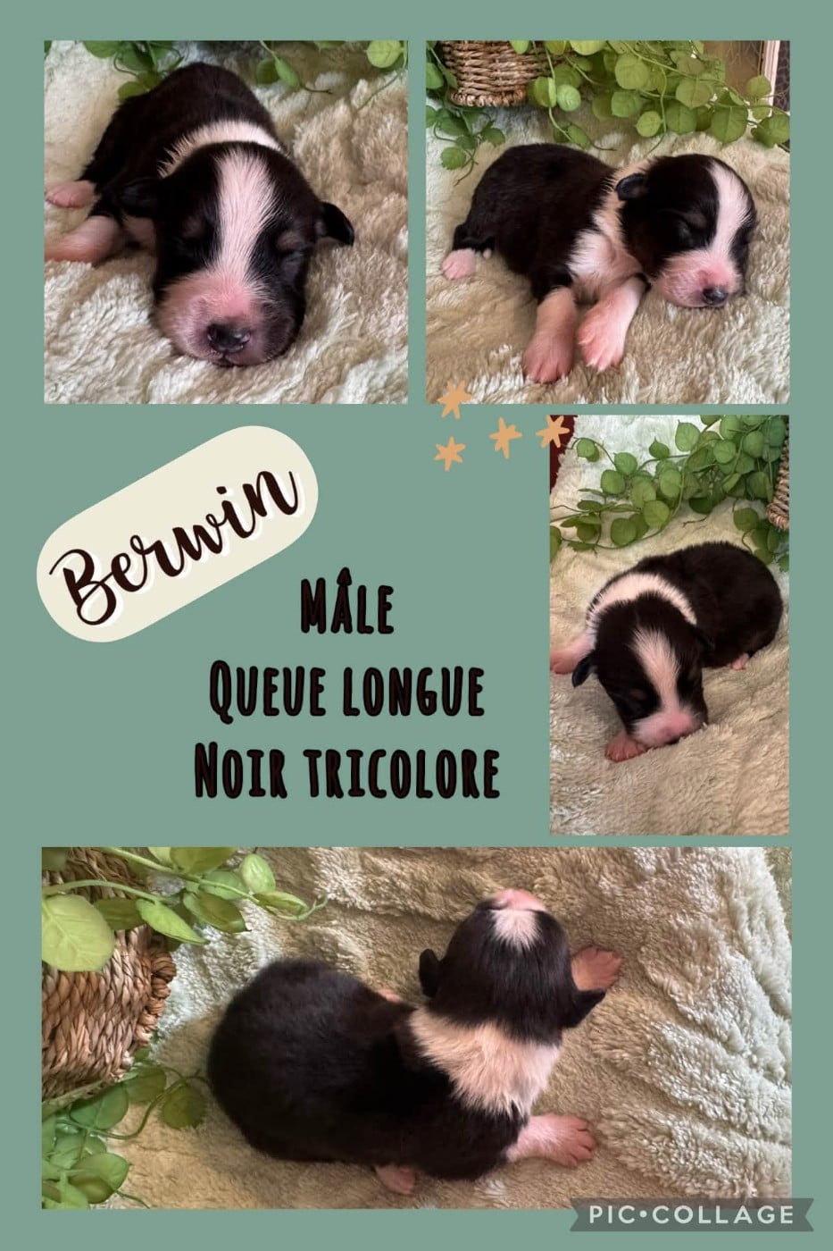 Berwin - Berger Australien