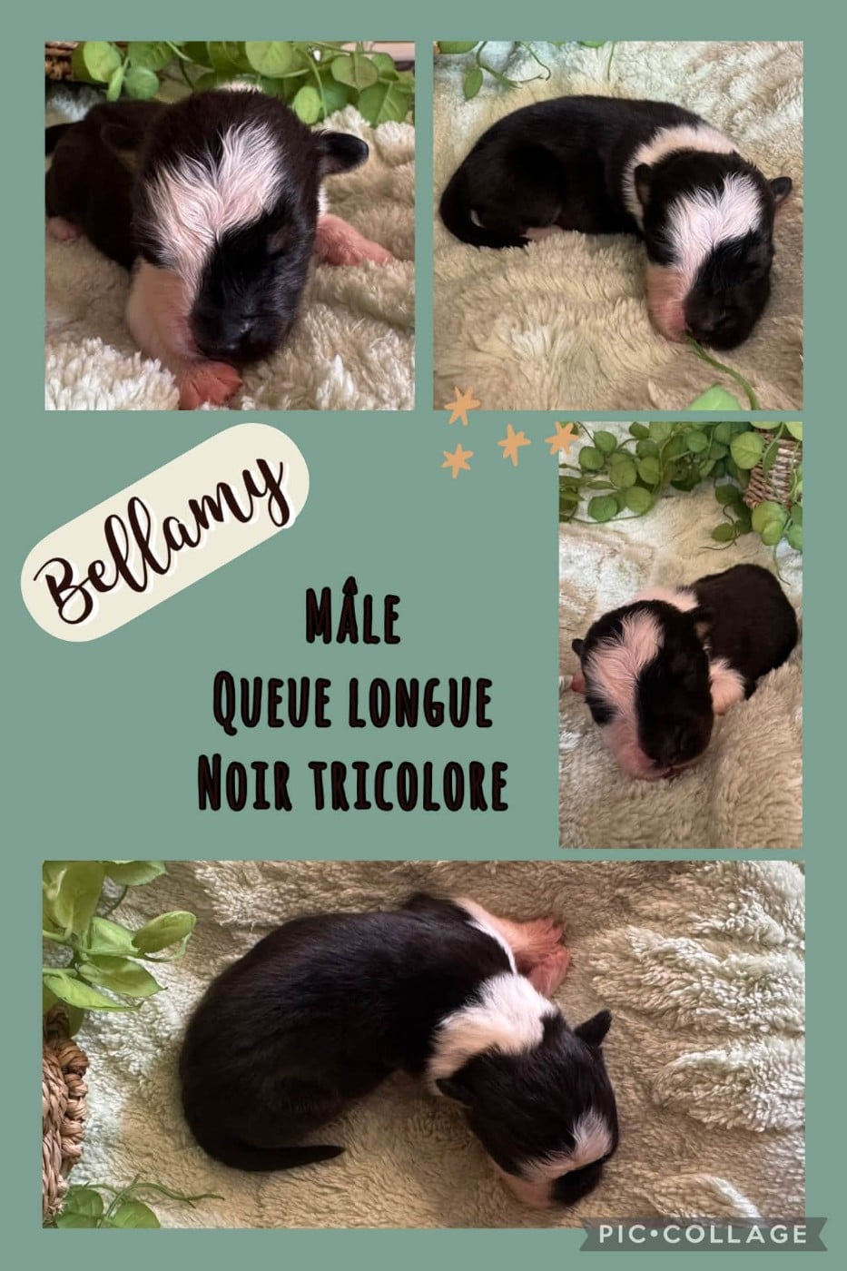 Bellamy - Berger Australien