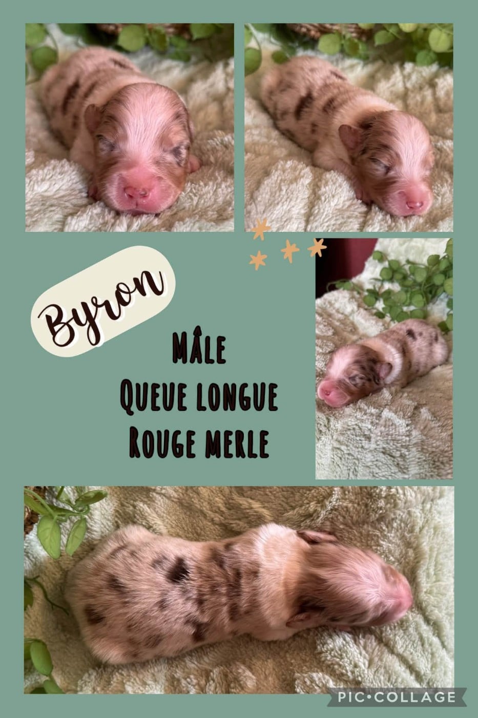 Byron - Berger Australien