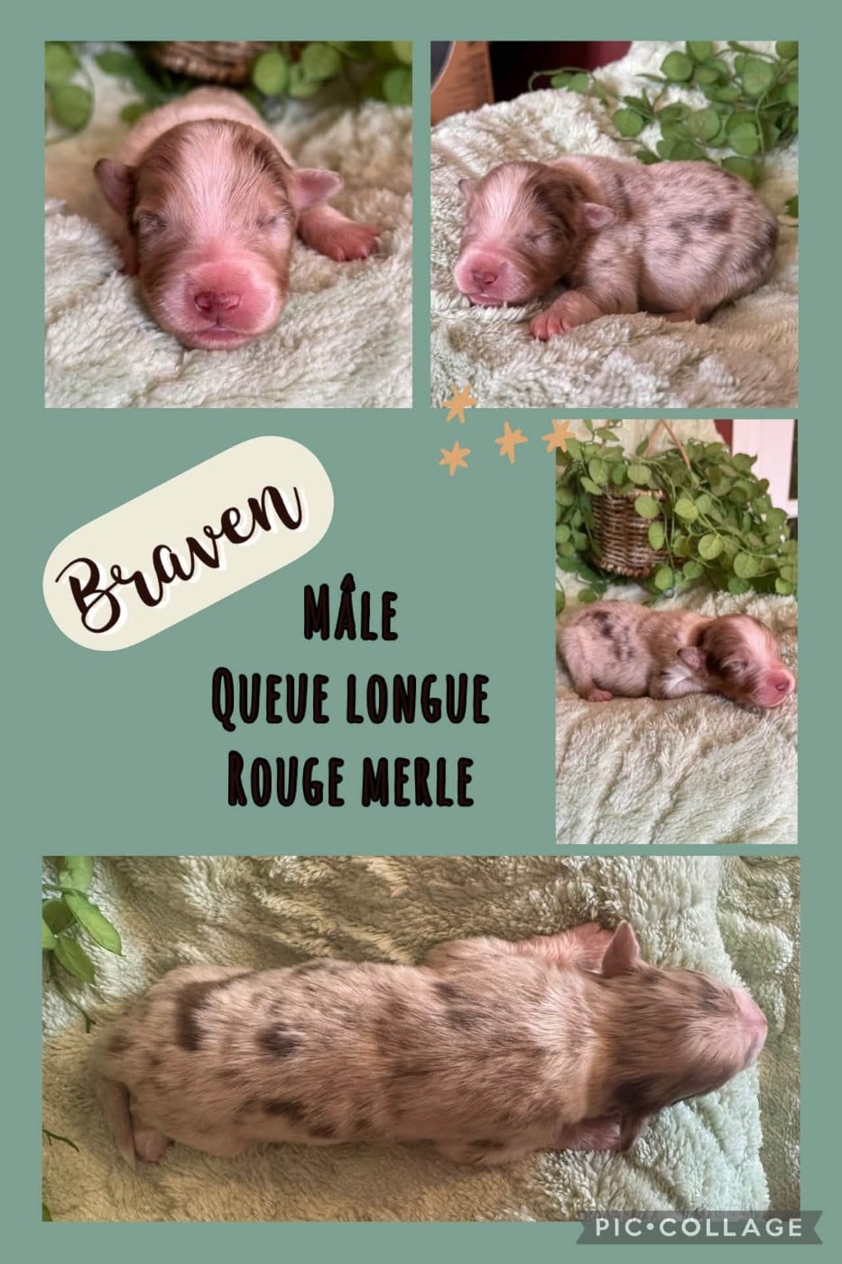 Braven - Berger Australien