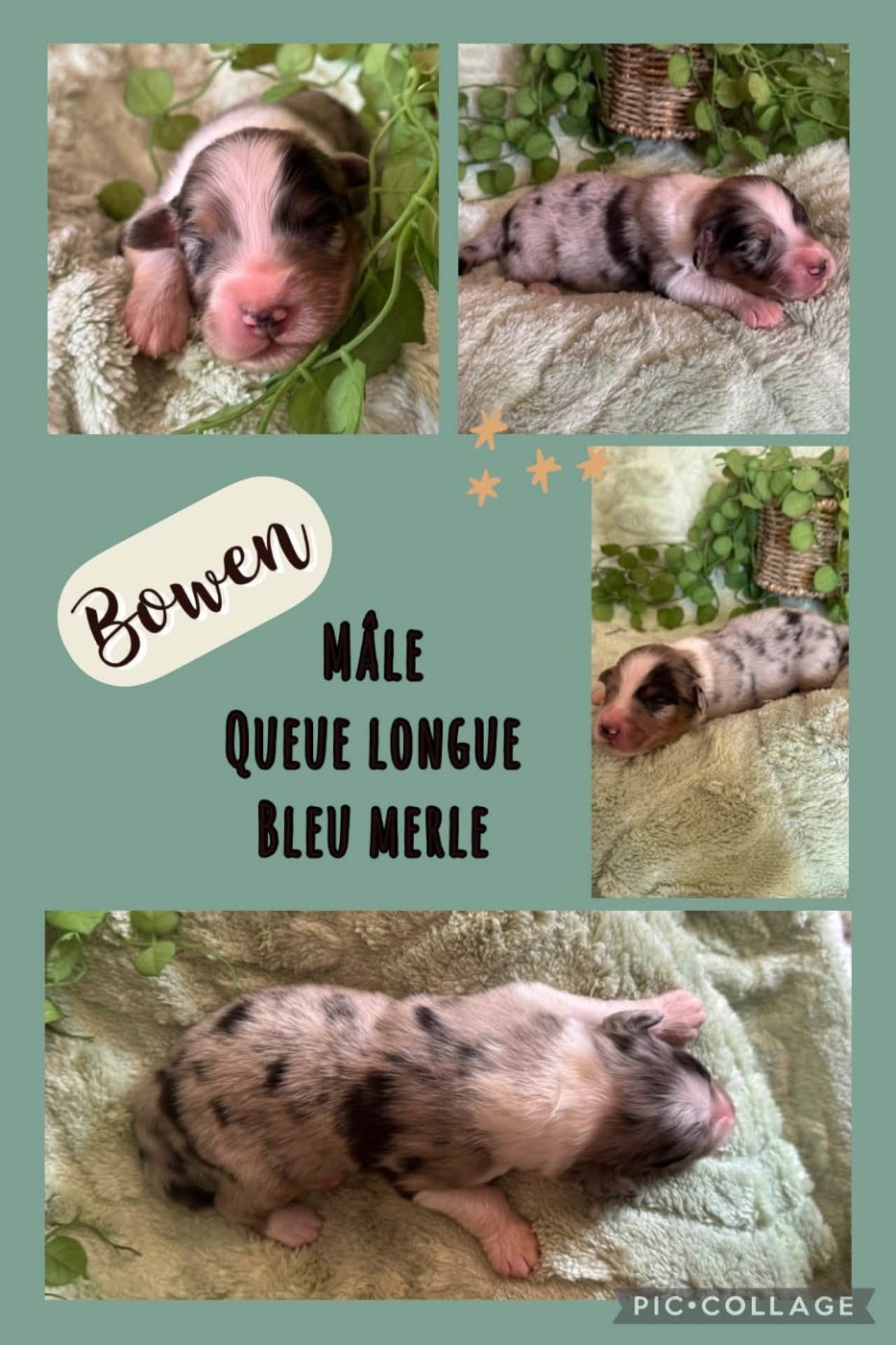 Bowen - Berger Australien