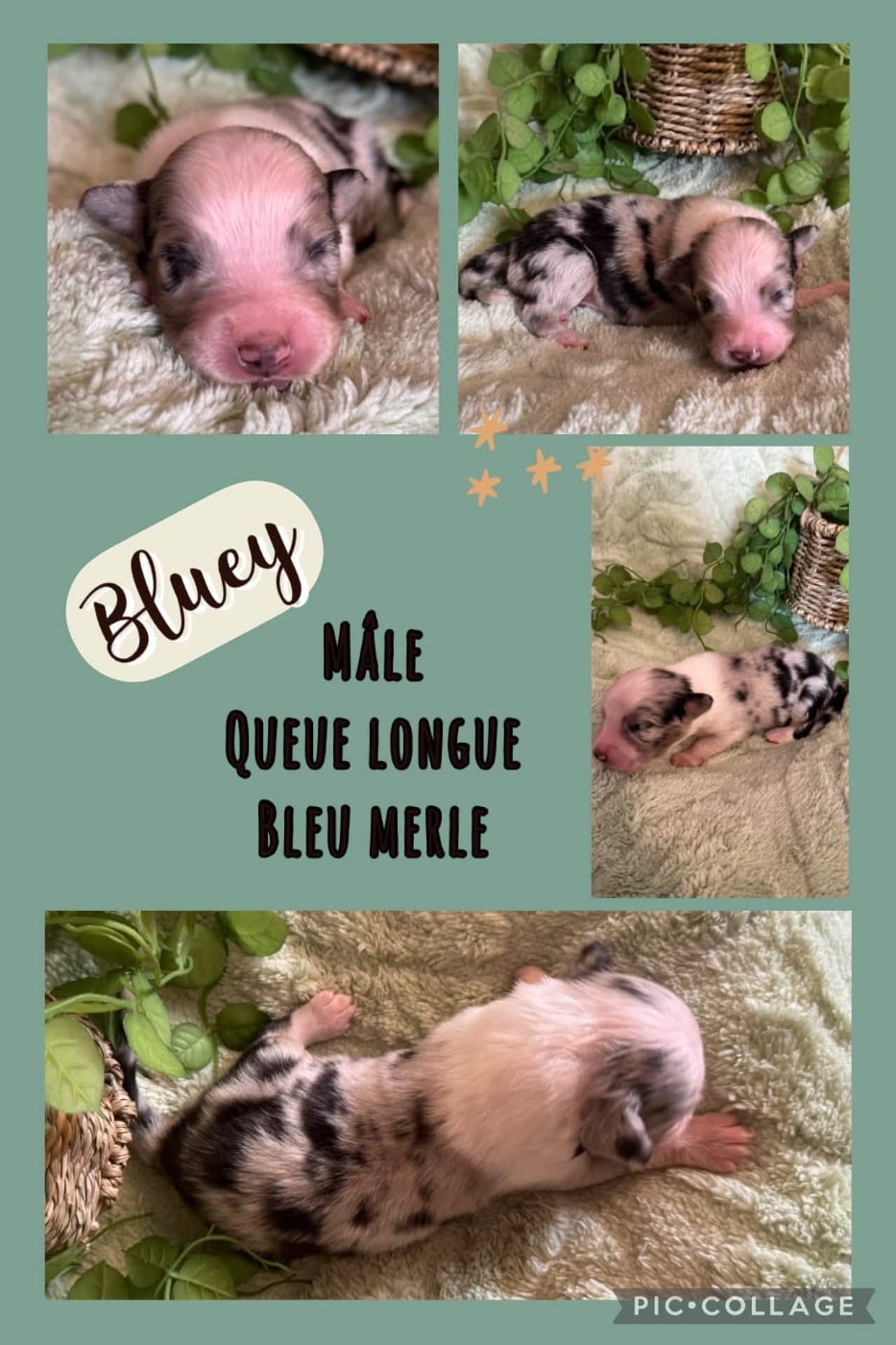 Bluey - Berger Australien