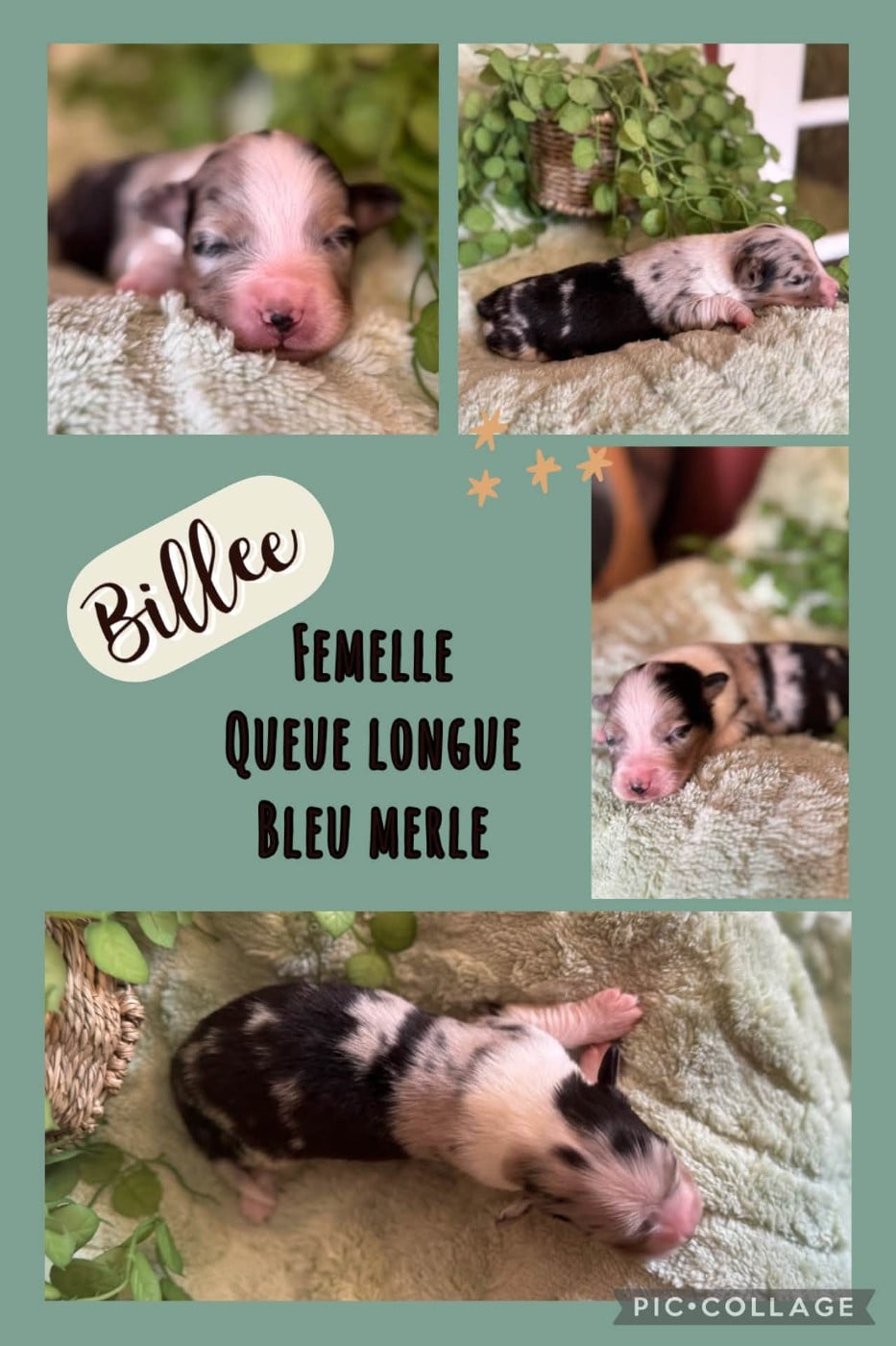 Billee - Berger Australien