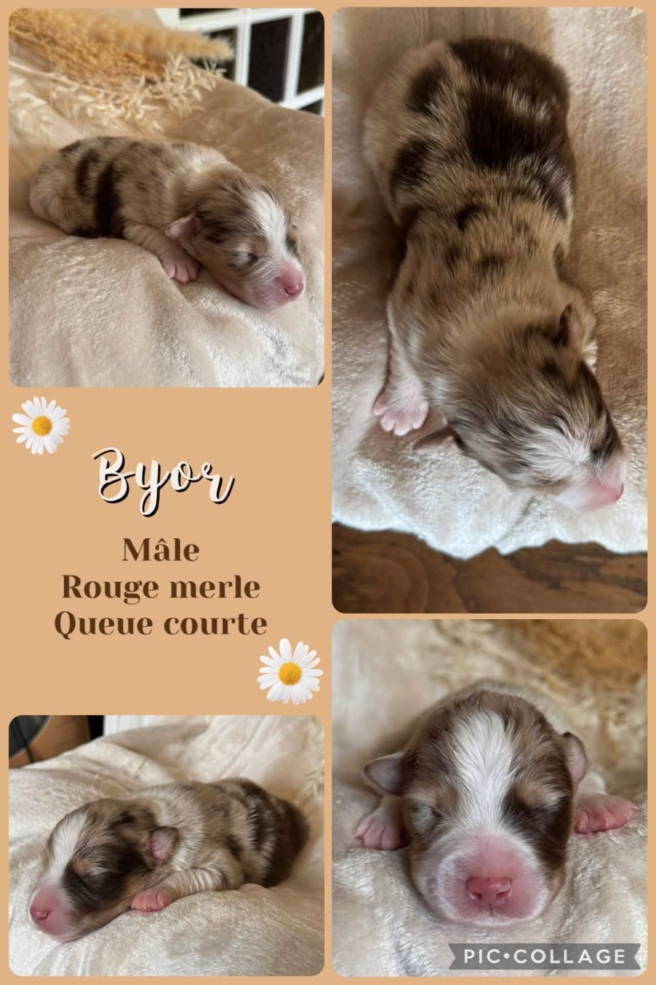 Byor - Berger Australien