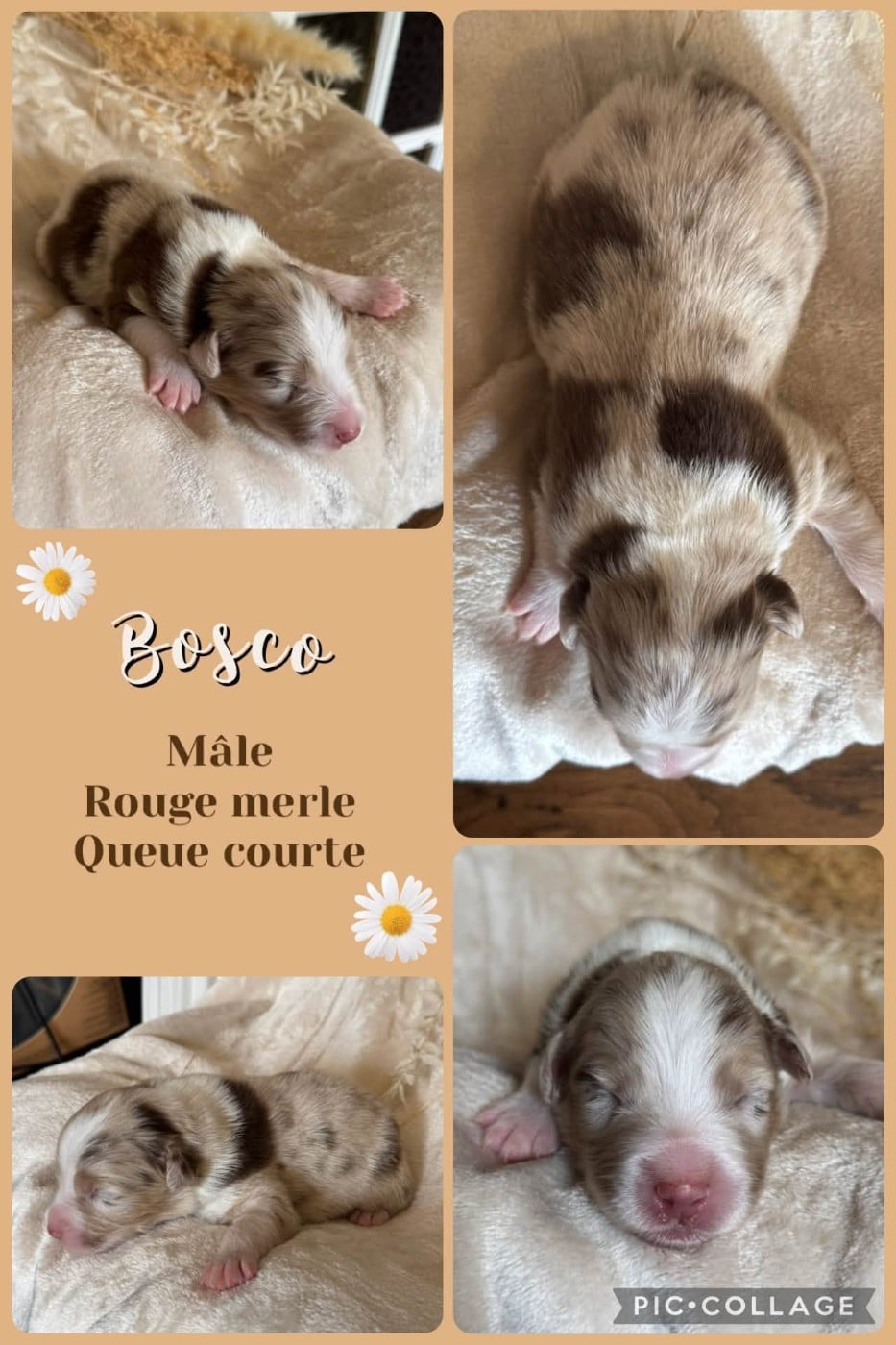 Bosco - Berger Australien
