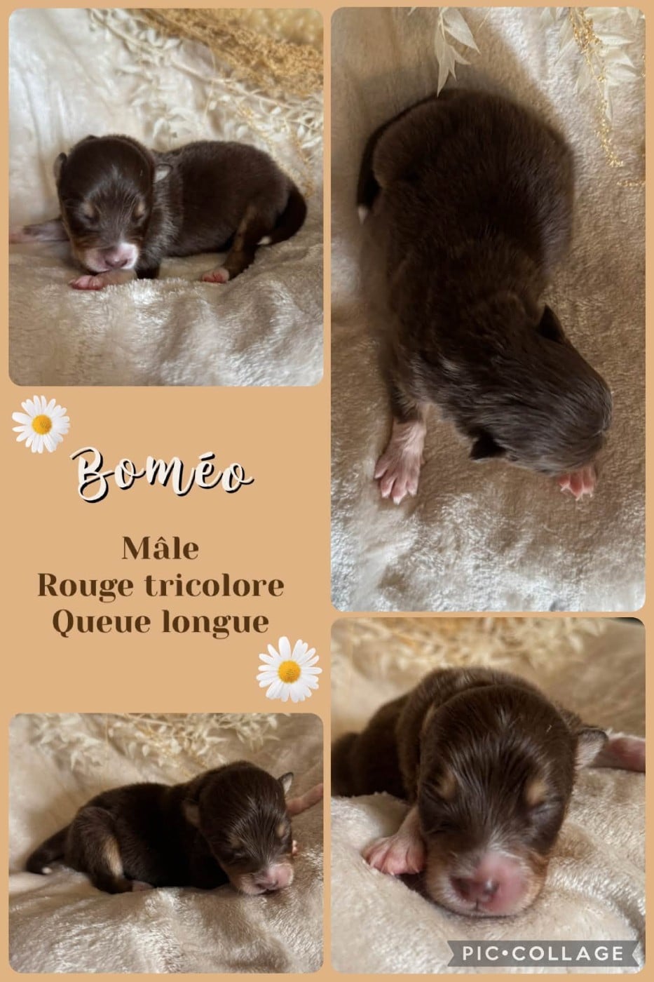 Boméo - Berger Australien