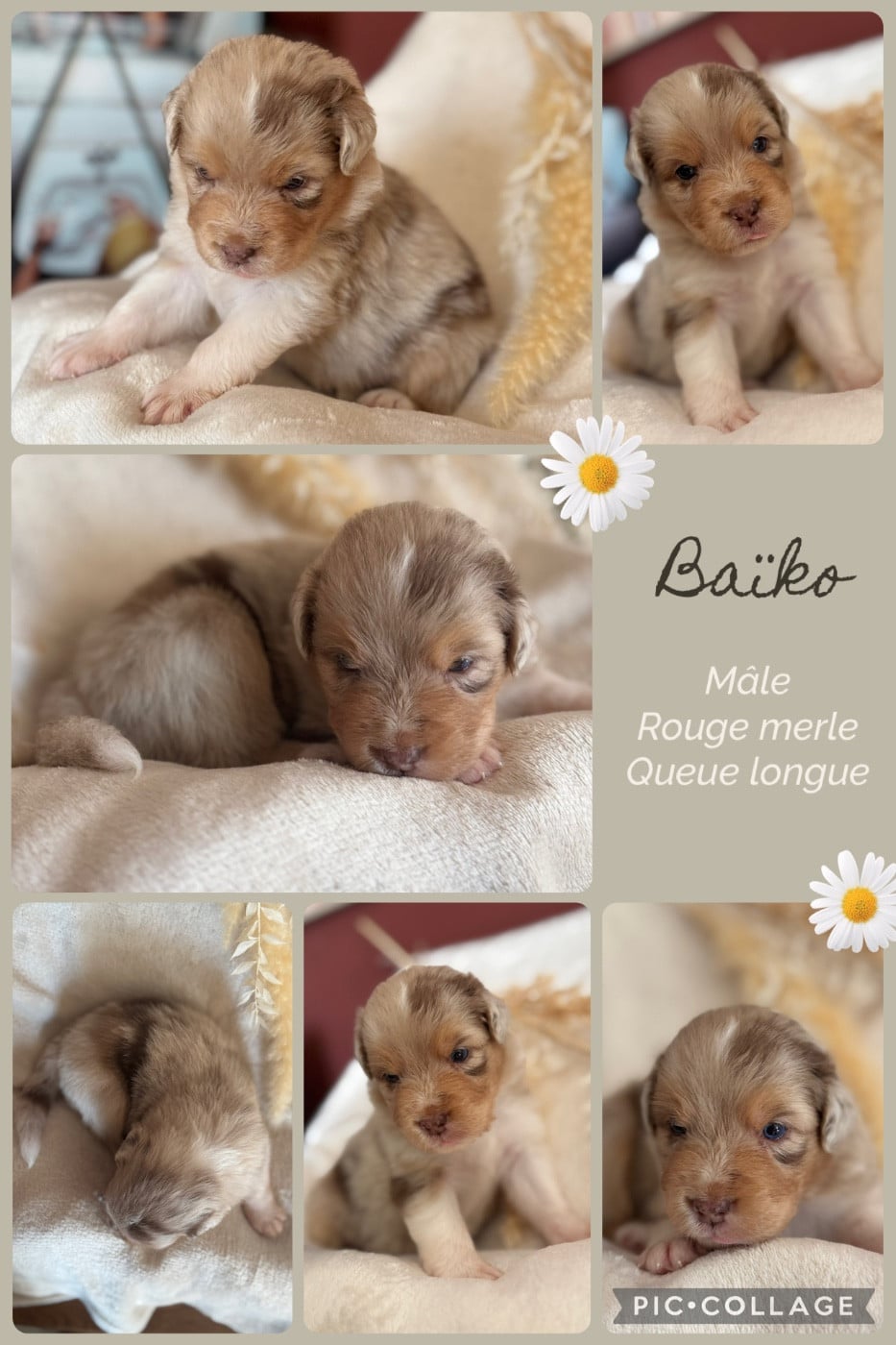 Baïko dit Baïko