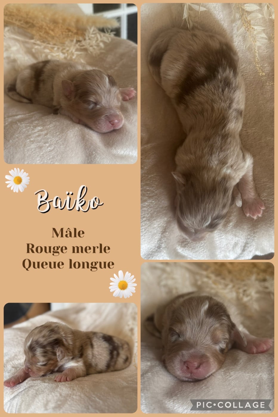 Baïko dit Baïko